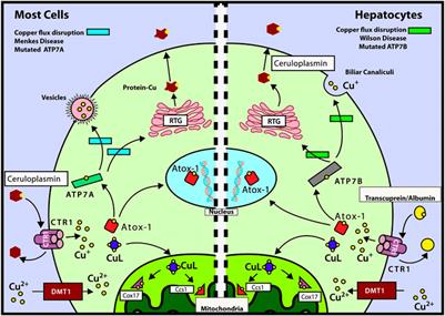 Role of Copper on Mitochondrial Function and Metabolism